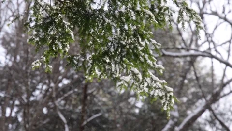 Pine tree branches on snowing background, hand held video, close up Stock-Footage 262001478