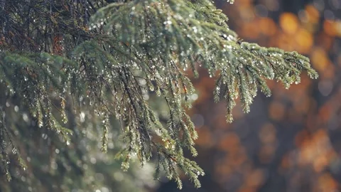 Pine tree branches strewn with raindrops. Parallax sot, bokeh background. Stock Footage 275867547