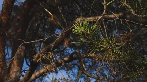 Pine tree branches in sunlight Stock Footage 320799836