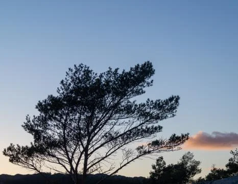 Pine tree branches in sunset Stock Photos
