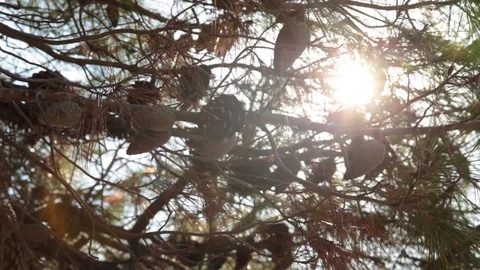 Pine Tree Branches in Sunshine and Wind  動画素材 109672387