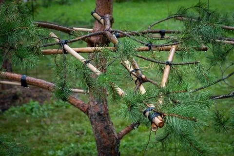 Pine Tree Branches Supported by Bamboo Framework Foto stock