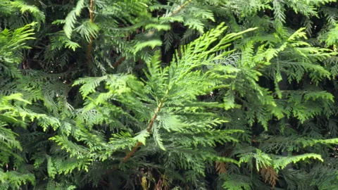 Pine tree branches, swayed by wind, with detailed green foliage Stock Footage 309367906