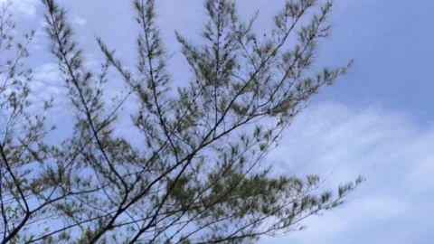 Pine Tree Branches Swaying Against Bright Blue Cloudy Sky Stock Footage 322080960
