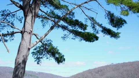 Pine Tree Branches Swaying Against Blue Sky and Connecticut Hills Stock Footage 332575128