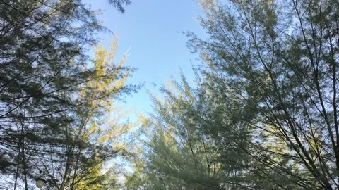 Pine Tree Branches Swaying Against Clear Blue Sky Low Angle Stock Footage 340489481