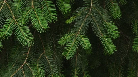 Pine tree branches swaying slowly in breeze on summer day. 4K ProRes 422 Video Stock Footage 285457105