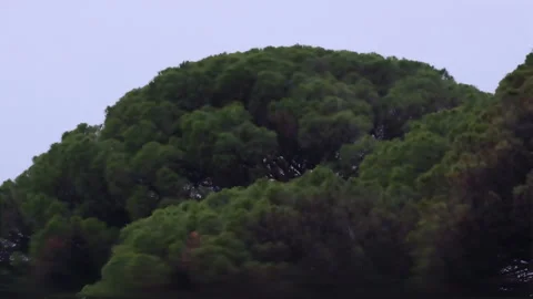 Pine tree branches swaying violently in the wind during a heavy storm Stock Footage 329570342