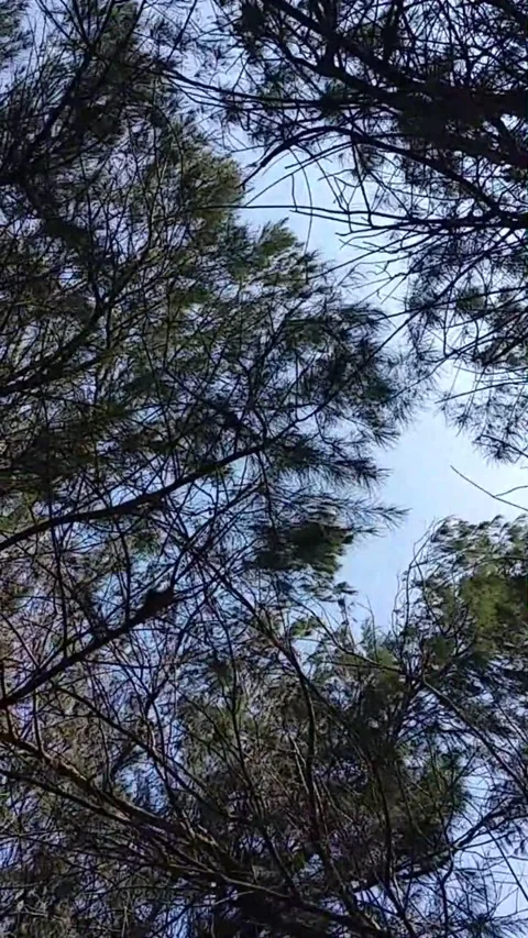 Pine Tree Branches Swaying in the Wind on a Beach Stock Footage 280727932