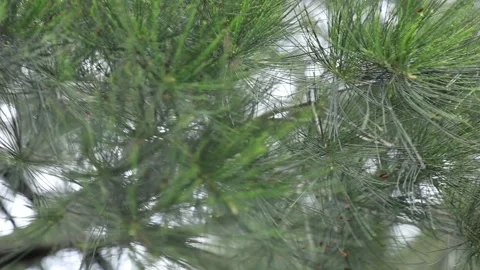 Pine Tree Branches Swaying in the Wind – Natural Texture Background Stock Footage 328208022