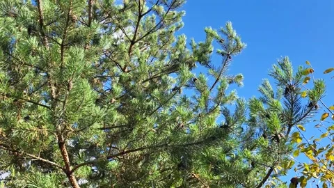 Pine tree branches swaying in wind on sunny day 库存影片 330715812
