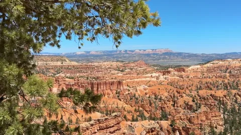Pine Tree Branches Swaying in Wind With Majestic Bryce Canyon Stock Footage 337321240