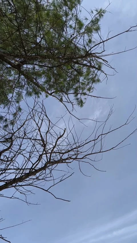 Pine Tree Branches Swaying in the Wind Under Overcast Winter Sky Stock Footage 337612696