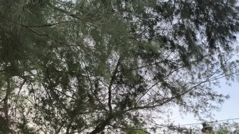 Pine Tree Branches Swaying in Wind Against Bright Sky Background Stock Footage 341505416