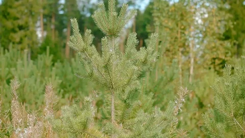 Pine tree branches swinging in the wind with small ladybug walking around Stock Footage 129237252
