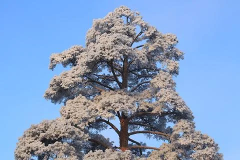 Pine tree branches under the frost winter sunny day Stock Photos