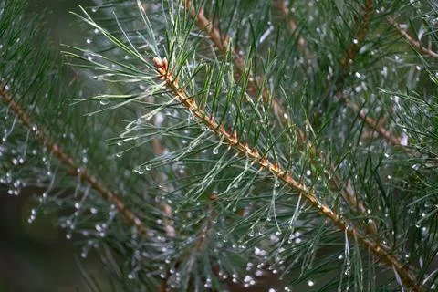 Pine tree branches with water droplets after rain Stock Photos