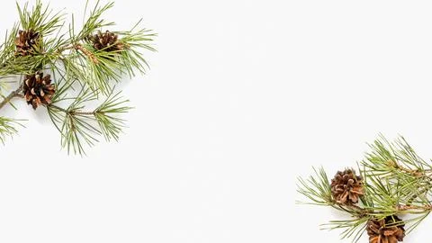 Pine tree branches on white background for winter holidays designs with copy  Stock-Fotos