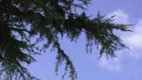 Pine tree branches in wind Stock Footage 148666388