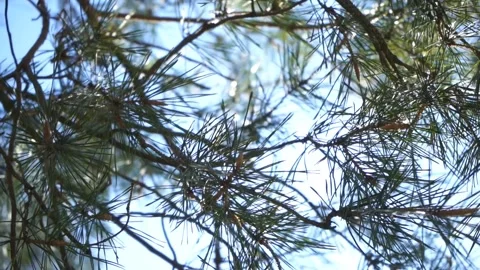 Pine tree branches with young bumps in sunny day	 Stock Footage 132935995