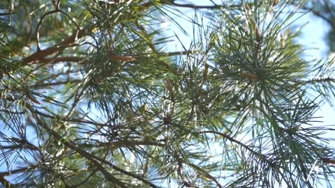 Pine tree branches with young bumps in sunny day	 Stock Footage 132935996