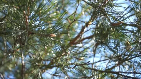 Pine tree branches with young bumps in sunny day	 Stock Footage 132935997