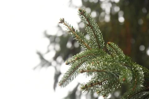 Pine Tree Branching  Stock Photos