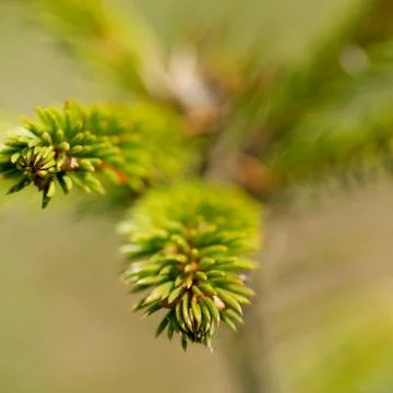Pine Tree Branchlets Stock Photos