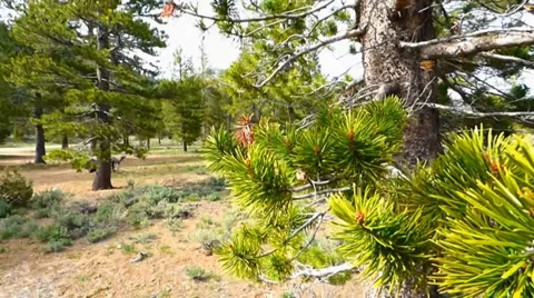 Pine Tree in a Breeze Video stock 38841790