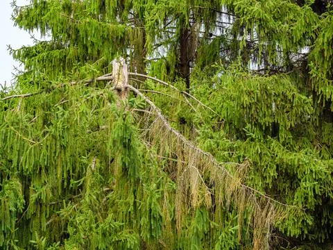 A pine tree broken in half by the hurricane Stock Photos
