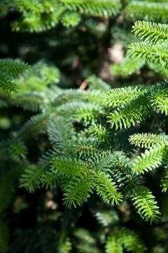 Pine tree brunch closeup. Green spruce. Stock Photos