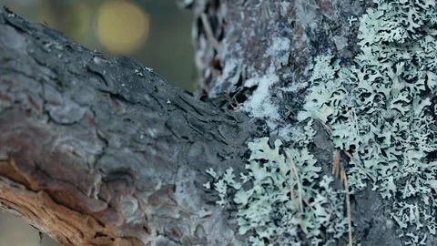 Pine-tree brunch covered with night frost and moss 4K Stock Footage 129316785