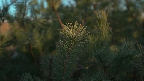 Pine tree brunch frost close up Video stock 170433135