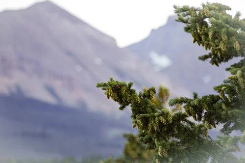 Pine tree in bud Foto stock