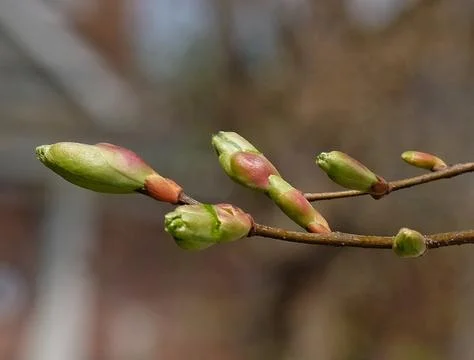 Pine tree buds closeup Stock-Fotos