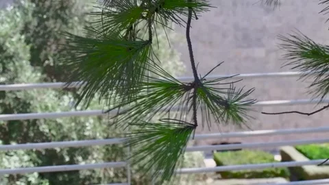 Pine tree buds with raindrops, close-up view. Nature and freshness concept 스톡 동영상 301636128