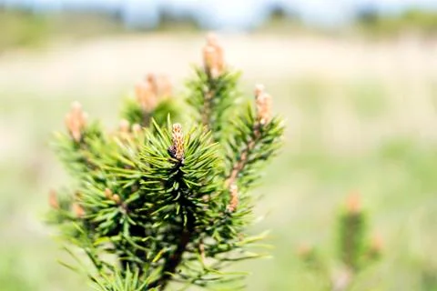 Pine tree buds in summer Stock-Fotos