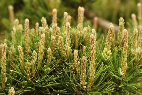 Pine tree candles growing in spring, showing new shoots and fresh green nee.. Stock Photos