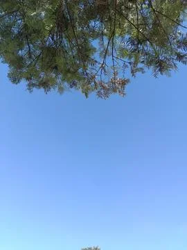 Pine Tree Canopy and Branches Against Blue Sky Background Stock Photos