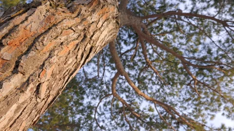 Pine tree canopy Stock Footage 233829697