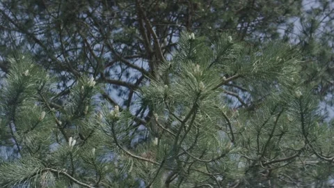 Pine Tree Canopy With Green Needles Against Blue Sky, Low Angle Shot Vidéo 341423419