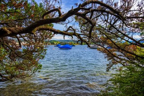 Pine Tree Canopy Over Lake Zurich 스톡 사진