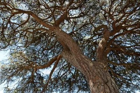 Pine tree canopy Stock Photos