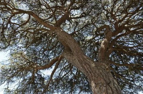 Pine tree canopy Stock Photos