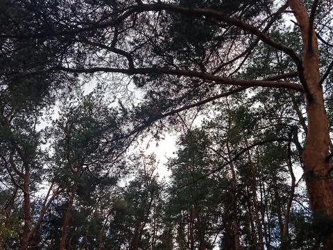 Pine Tree Canopy View Against the Sky in Forest Stock Photos