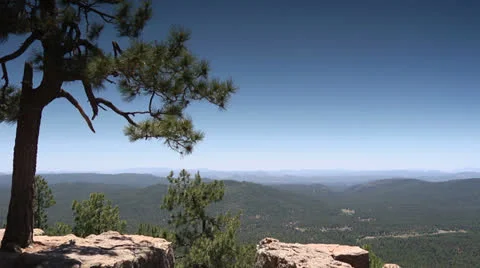Pine Tree Canyon Stock Footage 24811693