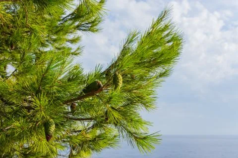 Pine-tree cap kamenjak Stock Photos