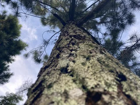 Pine tree capture from lower angle Stock Photos
