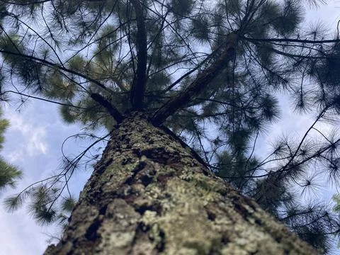 Pine tree capture from lower angle Stock Photos