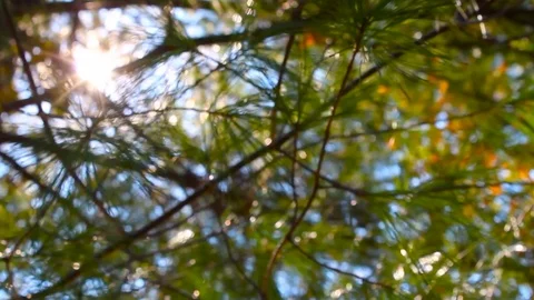 Pine tree change of focus Video stock 119176475